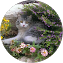 Alla Alexandrova profile picture